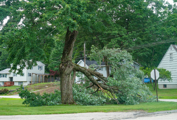 Reliable South Fulton, TN Tree Removal Solutions